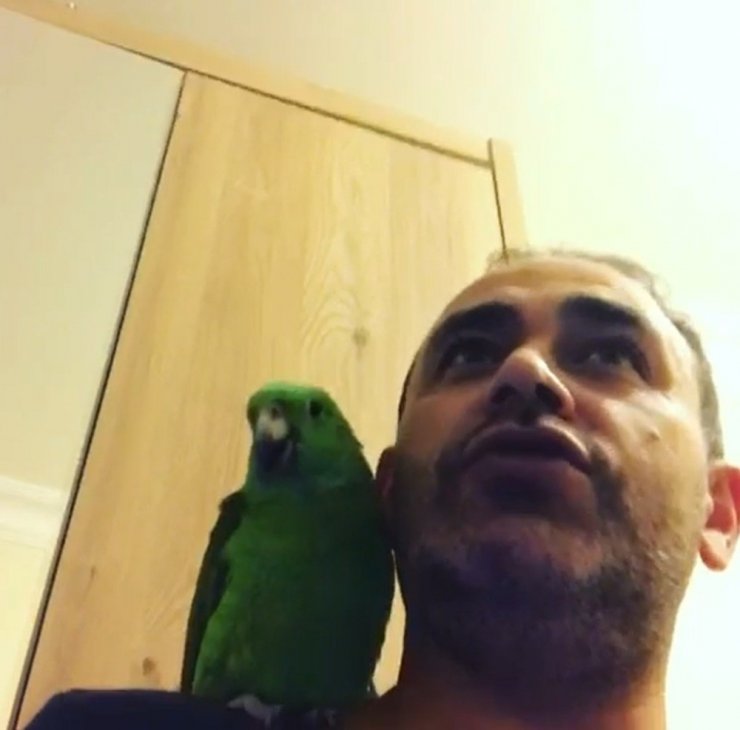 Papağan Melo sosyal medyada fenomen oldu
