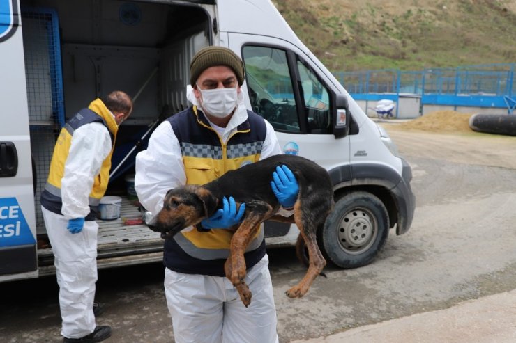 Kısıtlama günlerinde Büyükçekmece’deki sokak hayvanları yalnız bırakılmıyor