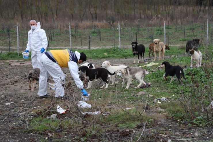 Kısıtlama günlerinde Büyükçekmece’deki sokak hayvanları yalnız bırakılmıyor