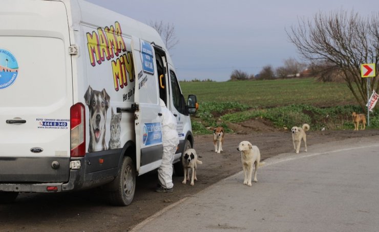 Kısıtlama günlerinde Büyükçekmece’deki sokak hayvanları yalnız bırakılmıyor