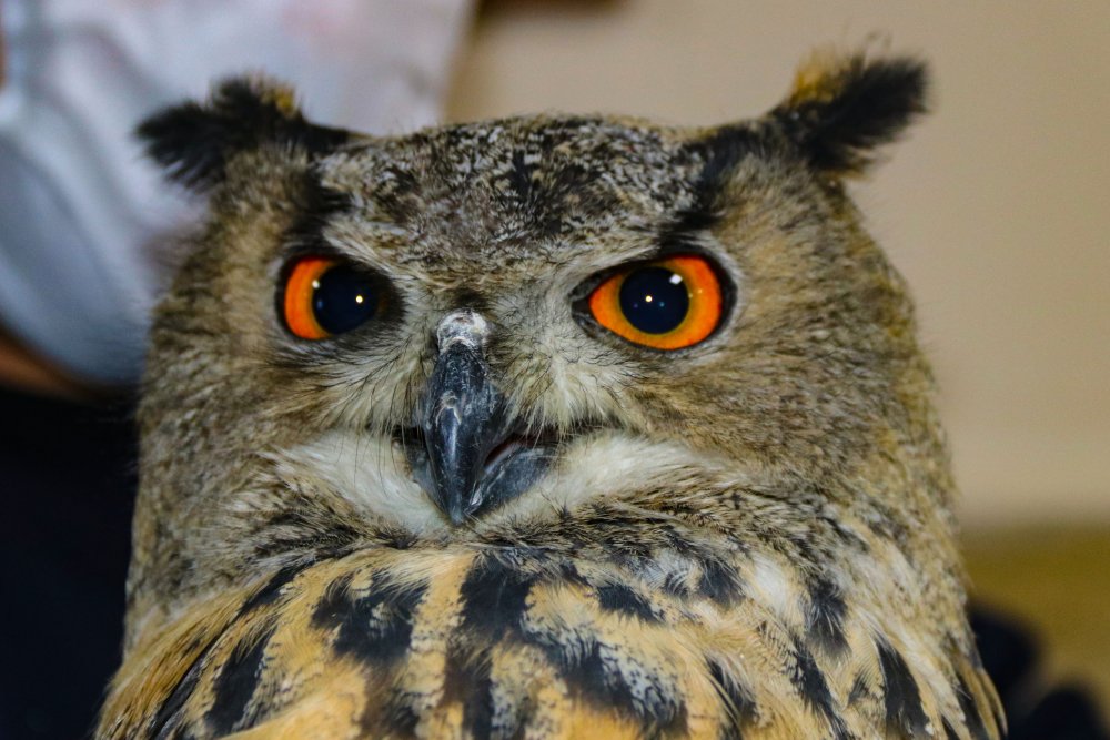 Apartman boşluğunda mahsur kalan puhu kuşunu itfaiye kurtardı