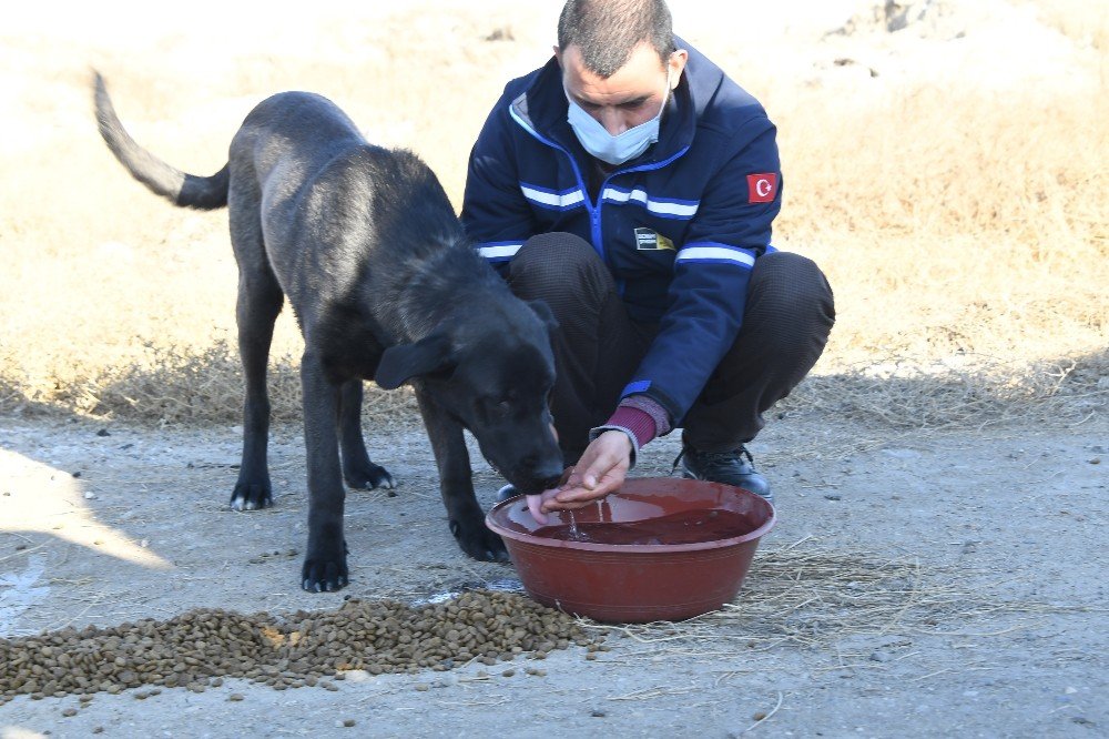 Konya'da kısıtlamada sokaktaki dostlar unutmadı