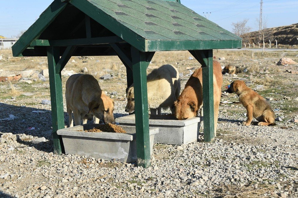 Konya'da kısıtlamada sokaktaki dostlar unutmadı