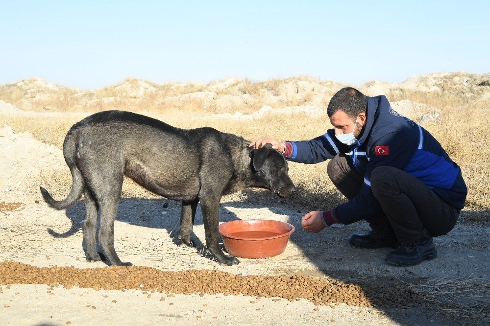 Konya'da kısıtlamada sokaktaki dostlar unutmadı