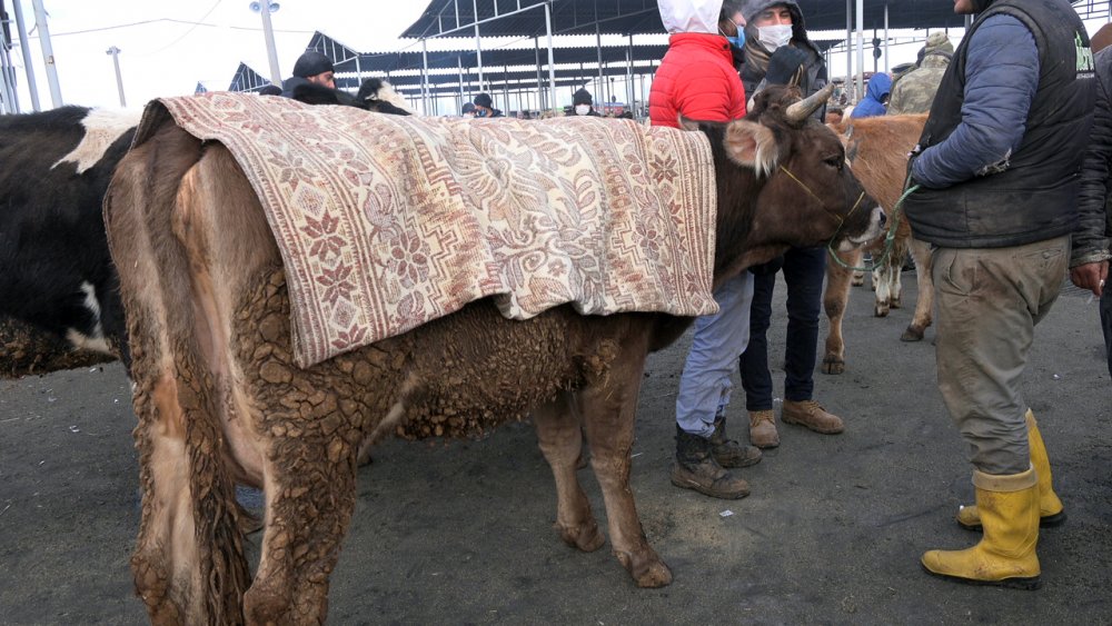Besicilerden soğuk havaya karşı örtülü önlem