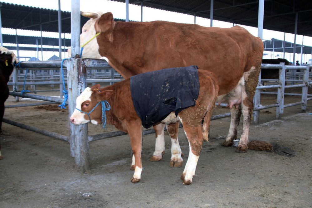 Besicilerden soğuk havaya karşı örtülü önlem