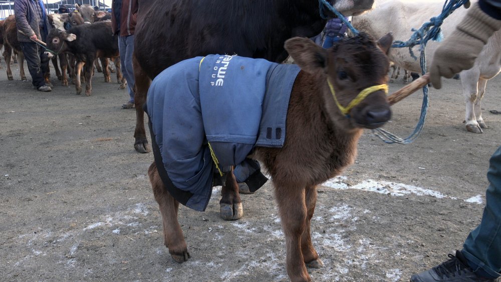 Besicilerden soğuk havaya karşı örtülü önlem