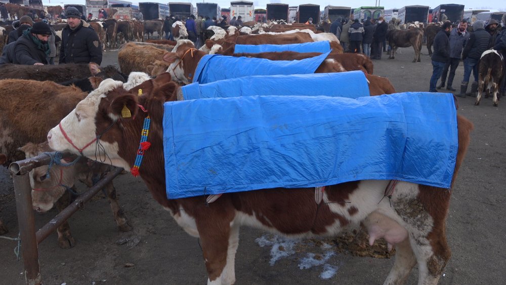 Besicilerden soğuk havaya karşı örtülü önlem