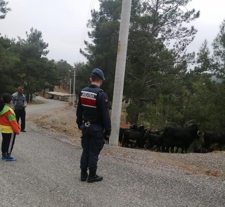 Jandarma Fatma teyzenin kaybolan keçilerini 7 saatte buldu