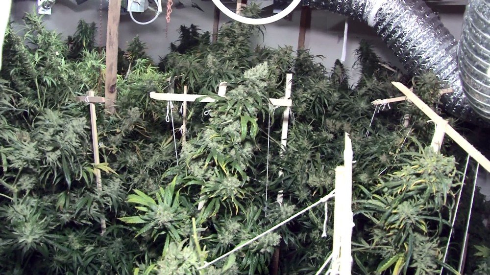 Evi seraya çevirdi! 2 milyon lira değerinde 85 kök kenevir ele geçirildi