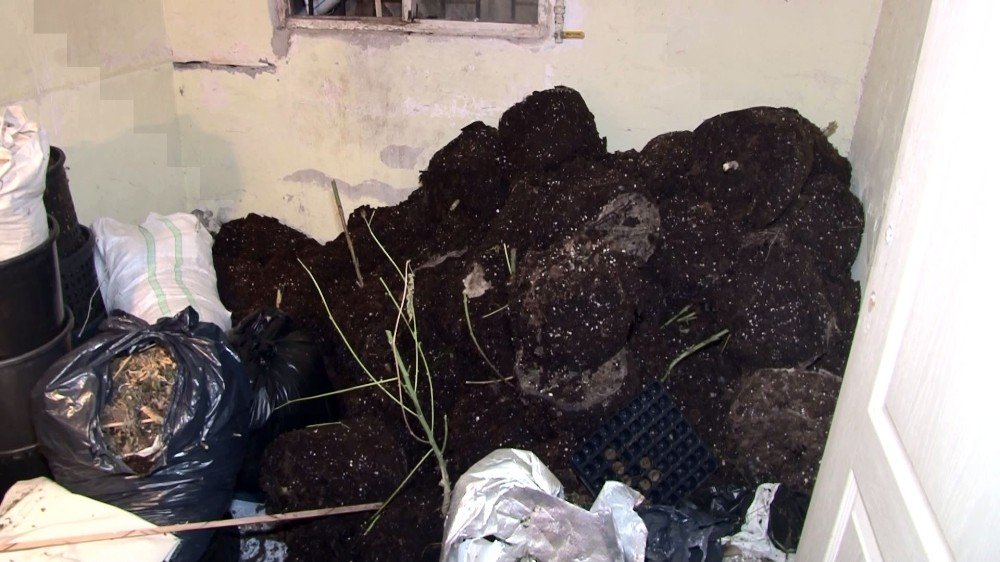 Evi seraya çevirdi! 2 milyon lira değerinde 85 kök kenevir ele geçirildi