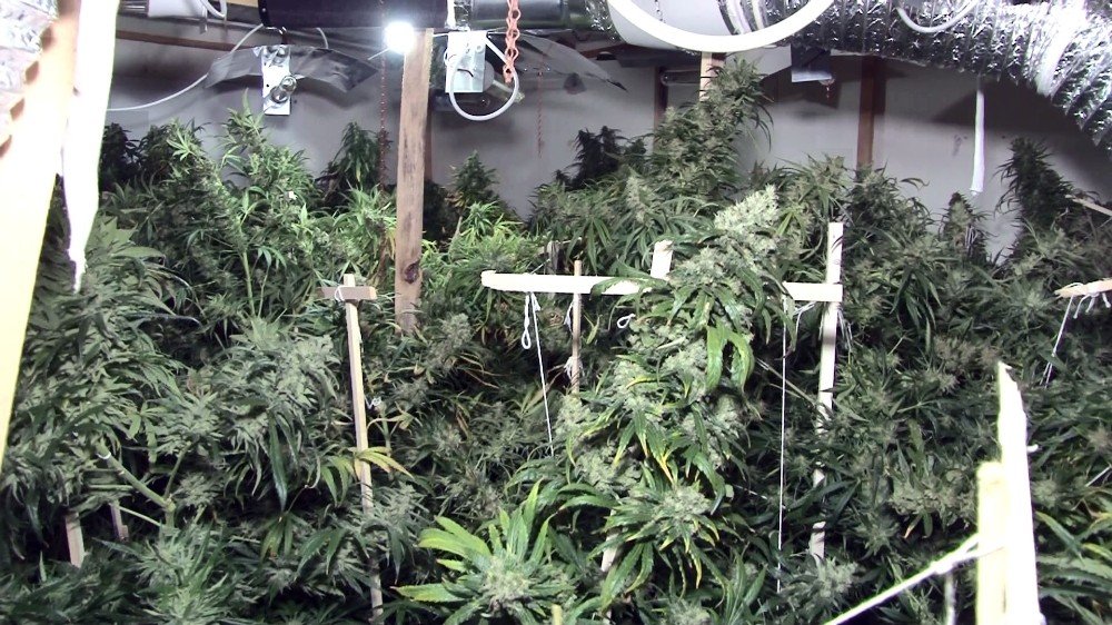 Evi seraya çevirdi! 2 milyon lira değerinde 85 kök kenevir ele geçirildi