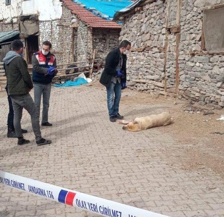 Sokak ortasında vurdular! Kangal Konya'ya otopsiye gönderildi