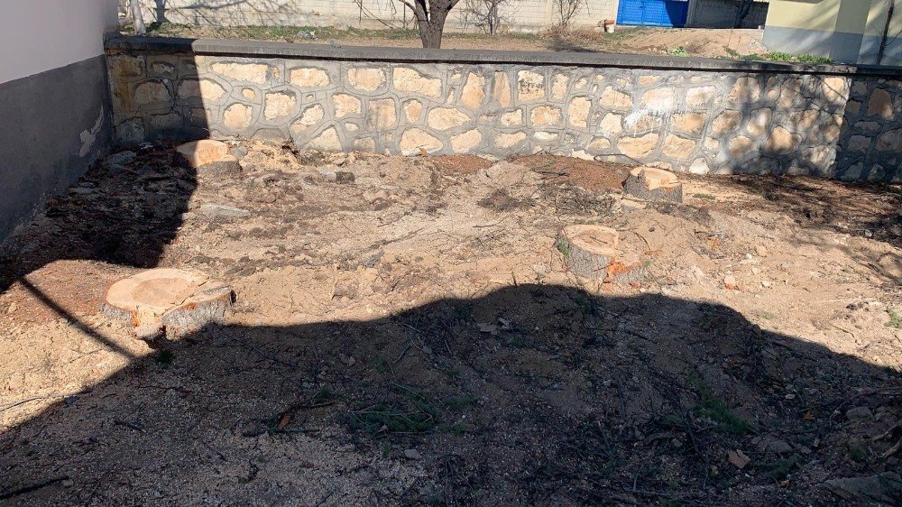 GES için cami bahçesindeki ağaçları bile kestiler! Vatandaş isyan etti