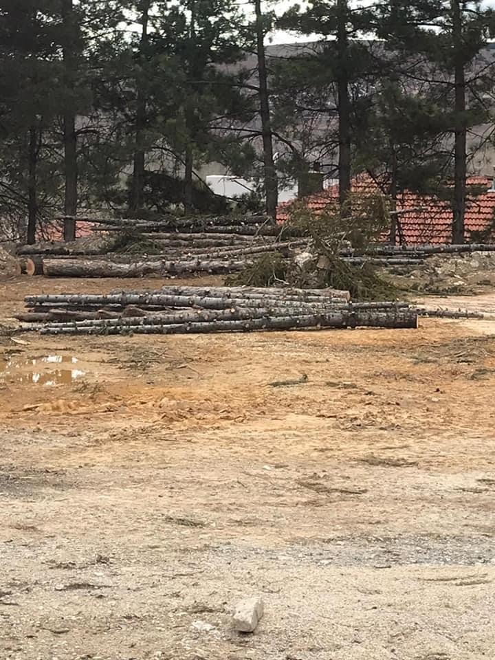 GES için cami bahçesindeki ağaçları bile kestiler! Vatandaş isyan etti