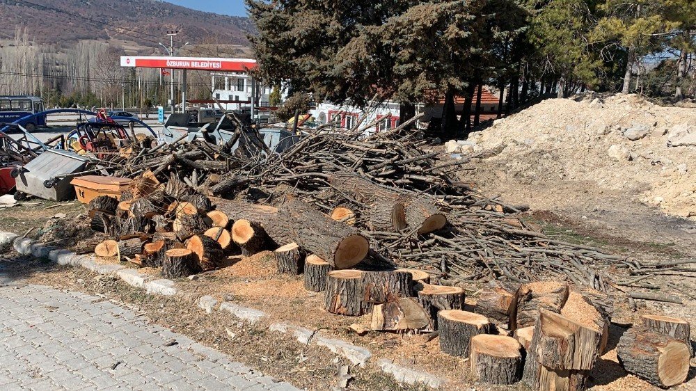 GES için cami bahçesindeki ağaçları bile kestiler! Vatandaş isyan etti