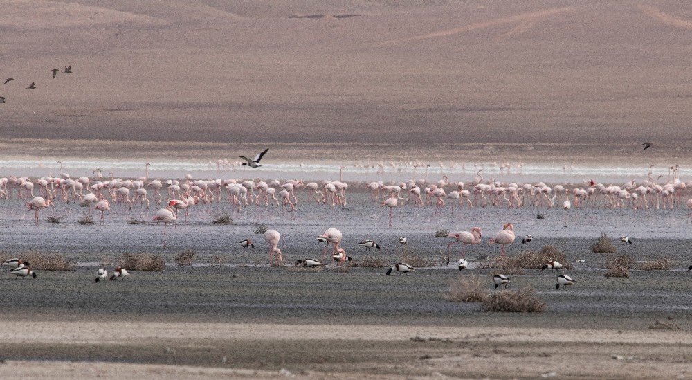Konya'da sular çekiliyor! Düden Gölü’ndeki flamingo sayısı düştü