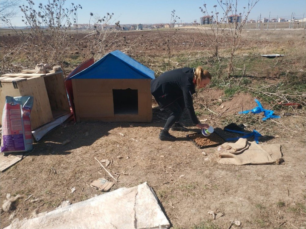 Kendi köpekleri için sokak köpeklerinin kulübelerini çaldılar