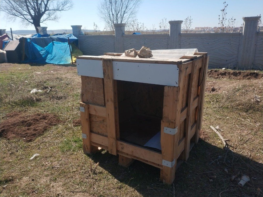 Kendi köpekleri için sokak köpeklerinin kulübelerini çaldılar