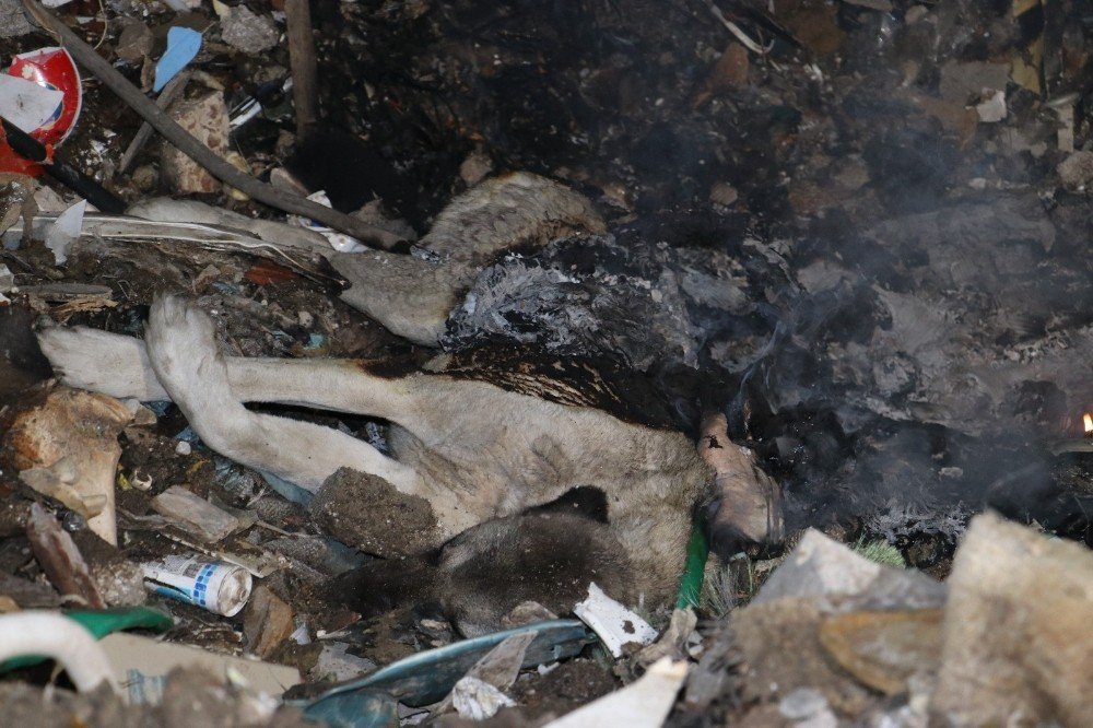 Gölbaşı’nda yakılmış köpek ölüsü bulundu