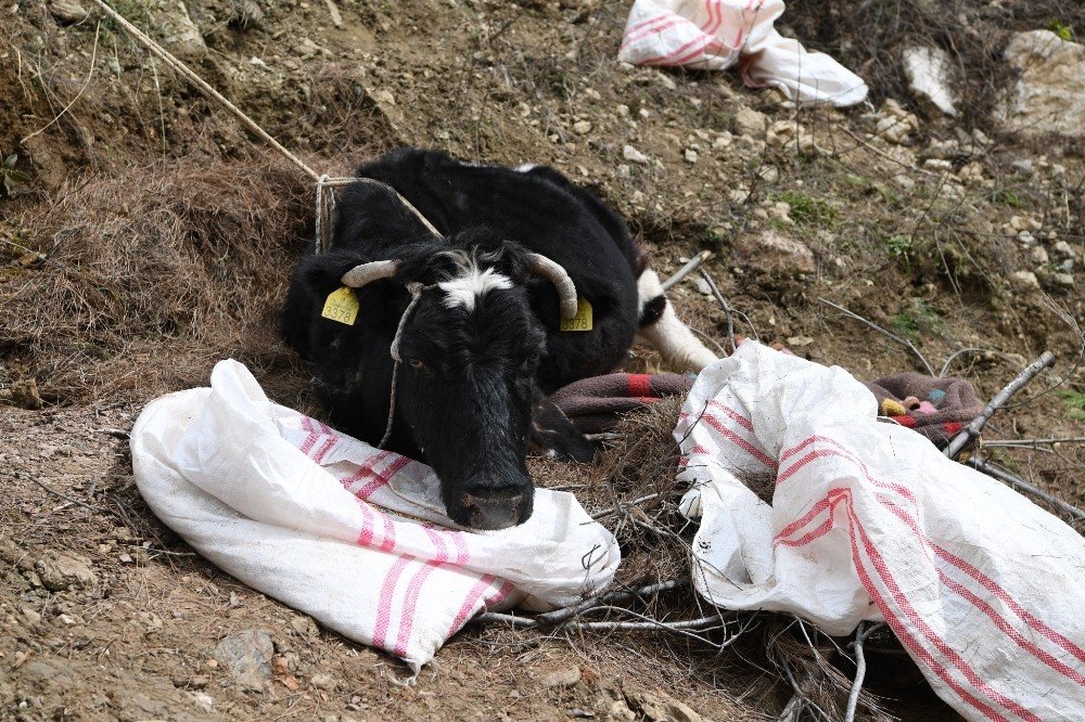 İnek uçuruma yuvarlandı! Üşümesin diye üzerini örttü