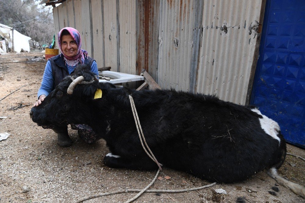 İnek uçuruma yuvarlandı! Üşümesin diye üzerini örttü