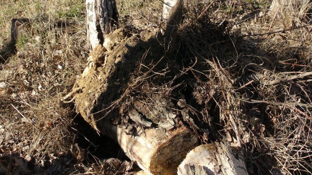 Şiddetli fırtına onlarca ahırın ve evin çatısını uçurdu! Ağaçlar kökünden söküldü