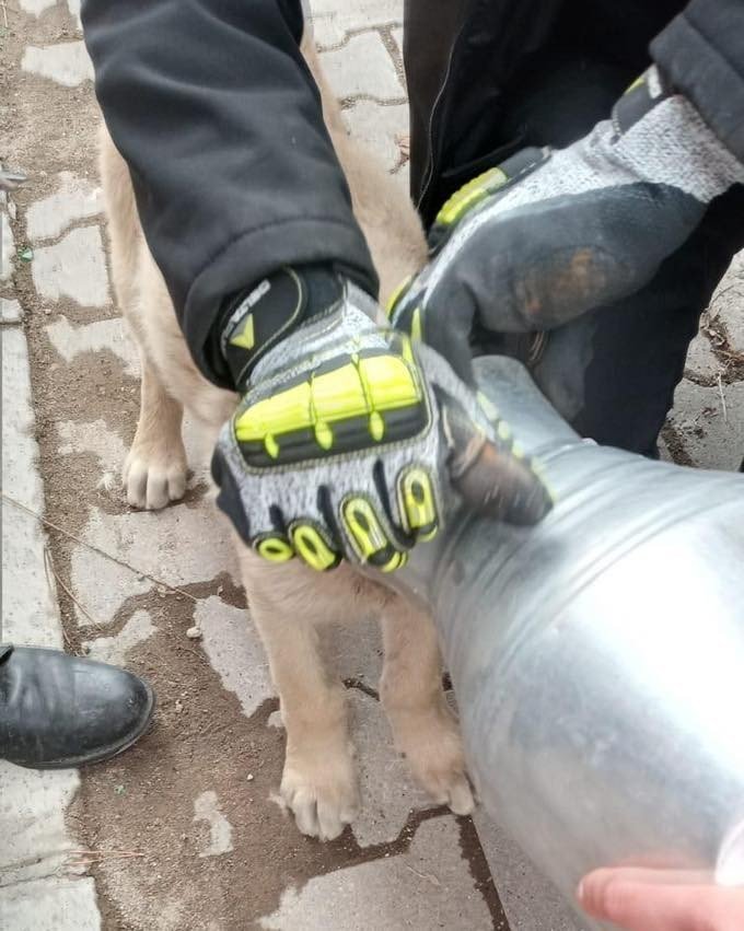 Tomarza'da ilginç olay! Kafası güğüme sıkışan köpek kurtarıldı