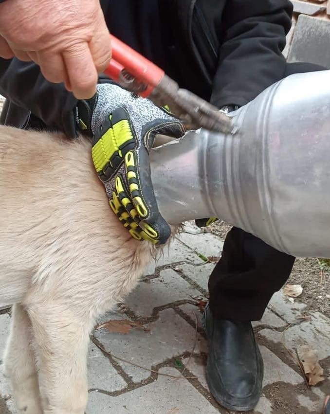 Tomarza'da ilginç olay! Kafası güğüme sıkışan köpek kurtarıldı
