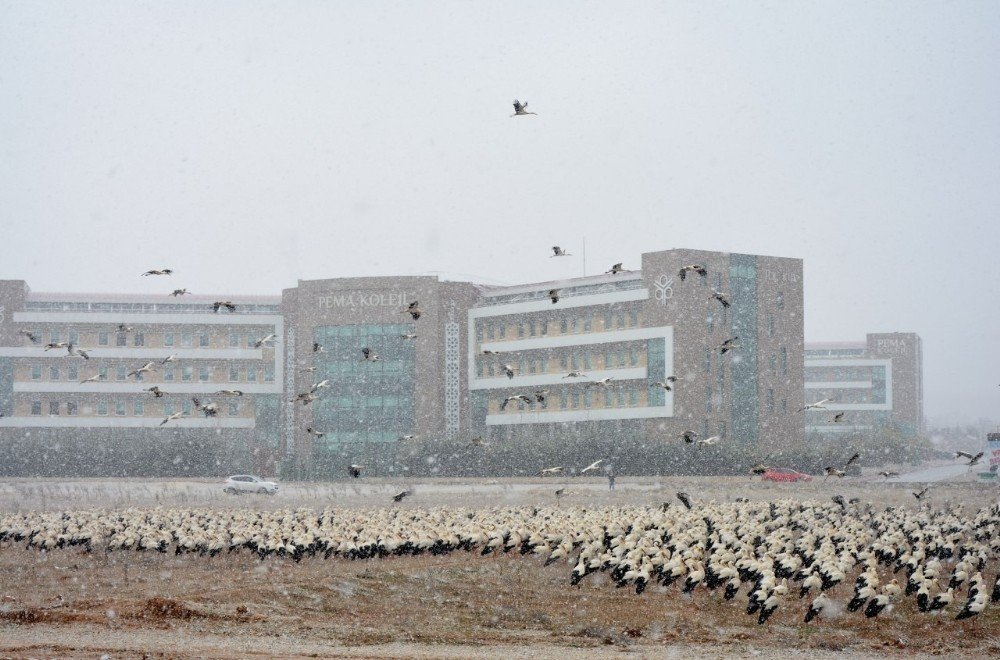 Konya şehir merkezinde muhteşem görüntü! Göç edemediler indiler