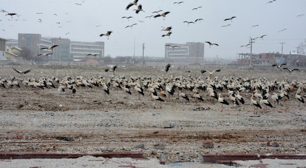 Konya şehir merkezinde muhteşem görüntü! Göç edemediler indiler