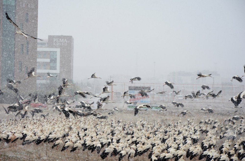 Konya şehir merkezinde muhteşem görüntü! Göç edemediler indiler