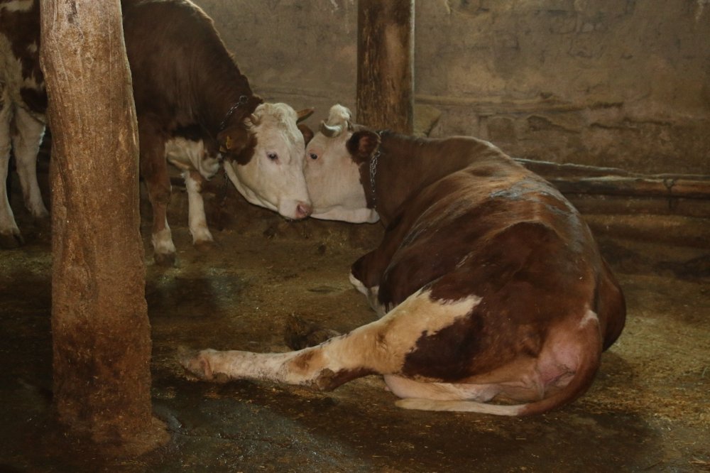 Hayvanların manikür pedikür işlerinde Konya marka oldu