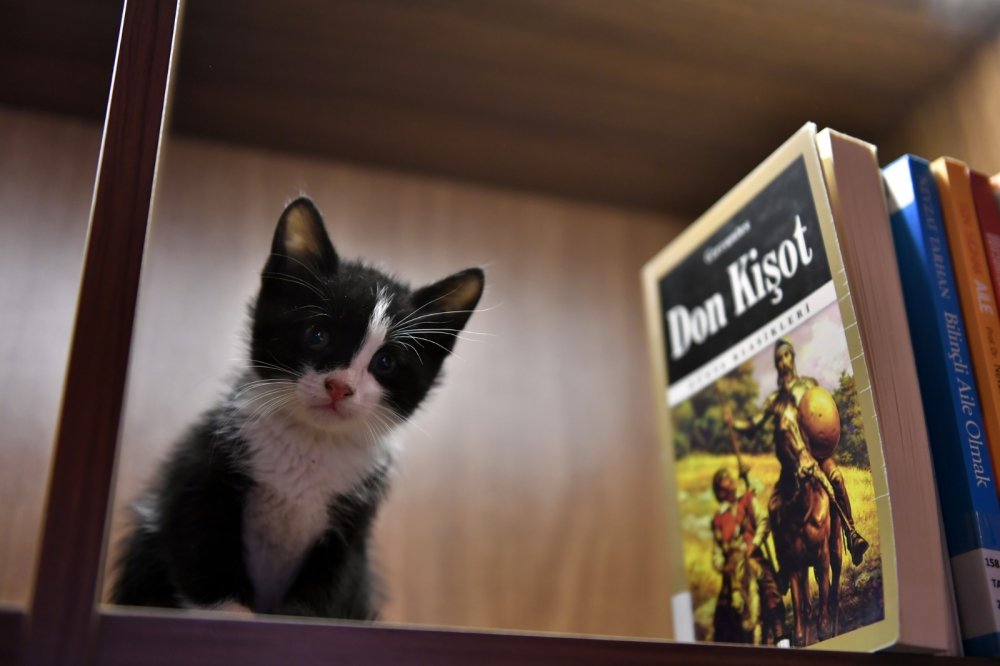Kedili Tekke’nin maskotları çok sevildi