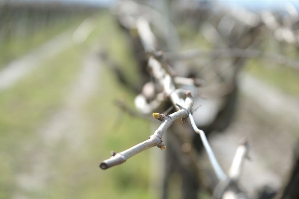 Manisa'ya bahar gelmiyor! Yetkililerden uyarı üstüne uyarı