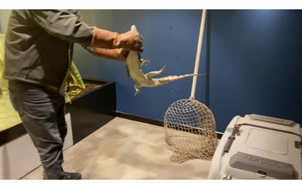 İş yerinin bodrumunda timsah besleyen esnafa ceza!