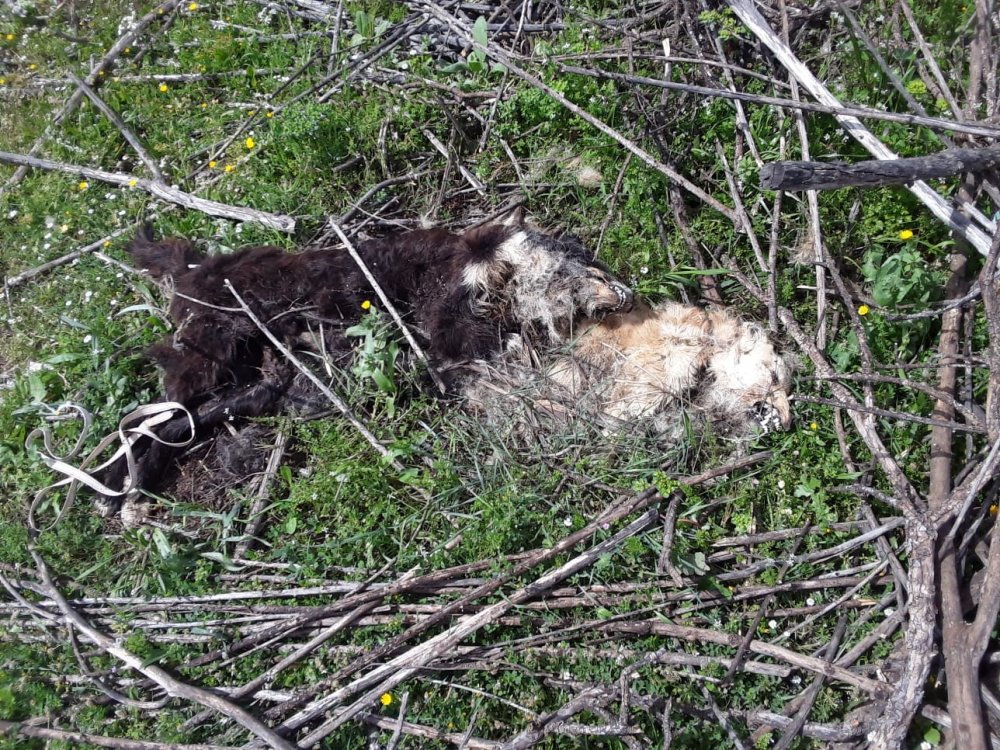 Konyaaltı'nda vahşet! Kokuya giden çoban şok oldu