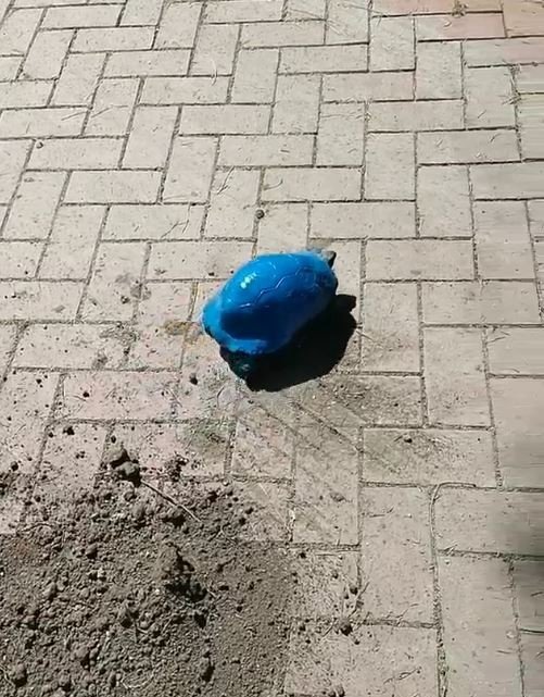 Antalya'da mavi renkle boyanan kaplumbağa olayıyla ilgili yeni gelişme