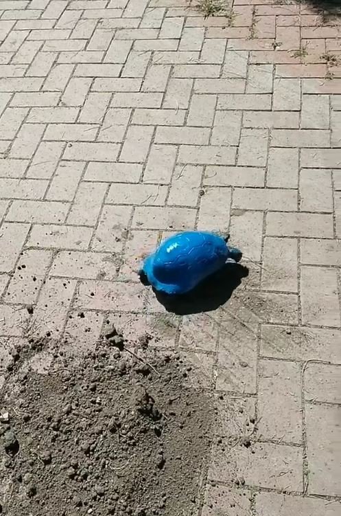 Antalya'da mavi renkle boyanan kaplumbağa olayıyla ilgili yeni gelişme