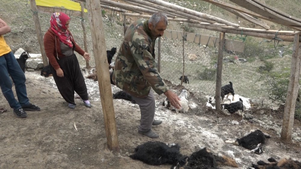 Sokak köpekleri 20 keçiyi telef etti! 21 keçisi de yaralanan aile perişan oldu