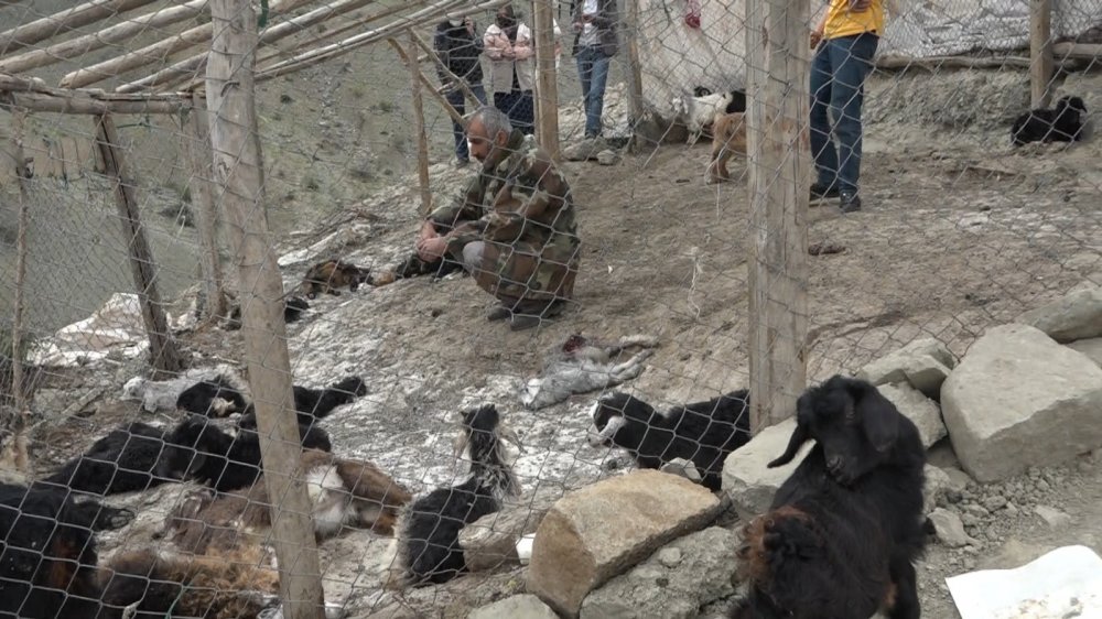 Sokak köpekleri 20 keçiyi telef etti! 21 keçisi de yaralanan aile perişan oldu
