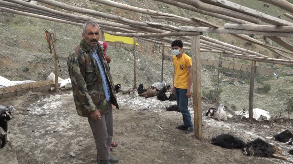 Sokak köpekleri 20 keçiyi telef etti! 21 keçisi de yaralanan aile perişan oldu