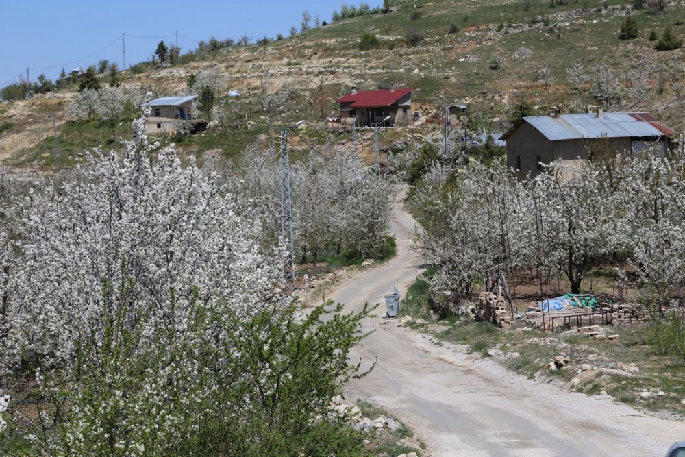 Ülkenin en geç hasadının yapıldığı kiraz bahçelerinden kartpostallık fotoğraflar
