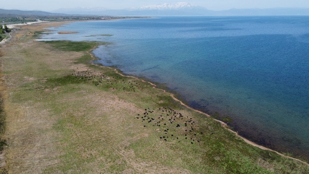 Konya'da eskiden balık avlanan gölde artık hayvanlar otluyor