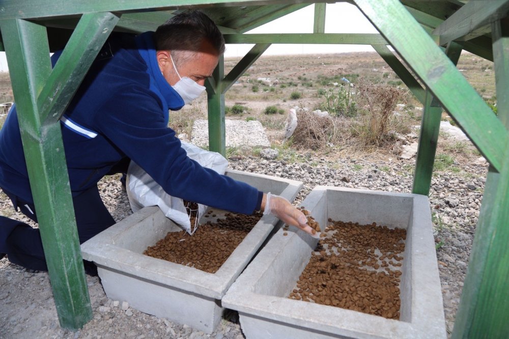 Konya’da sokaklar boş! Hayvanlar emin ellerde