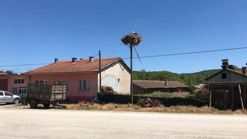 Yavru leylekler yumurtadan çıktı