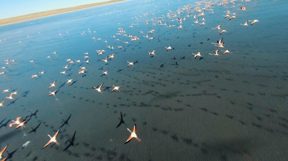 Konya'da görsel şölen! Havalar erken ısınınca erken geldiler