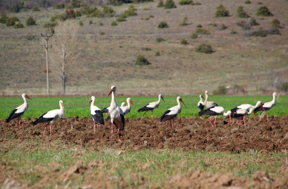 Konya'da leylekler yiyecek avında
