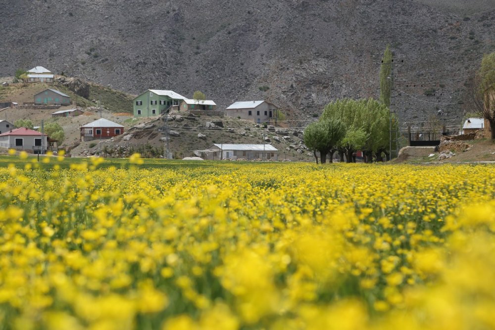 Siz görmüyorsunuz ama Toroslar'ın Konya kesiminde dağlar sarı gelinlik giydi