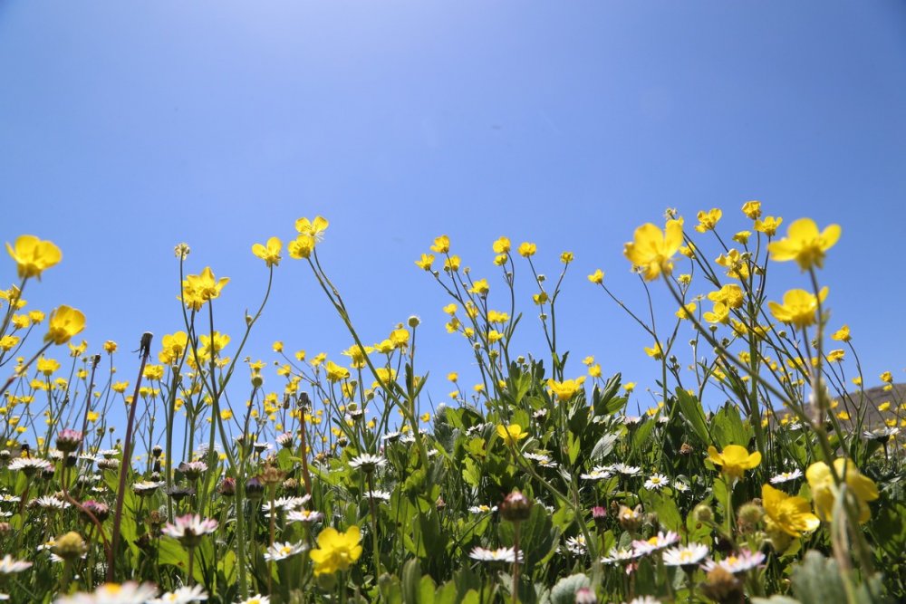 Siz görmüyorsunuz ama Toroslar'ın Konya kesiminde dağlar sarı gelinlik giydi